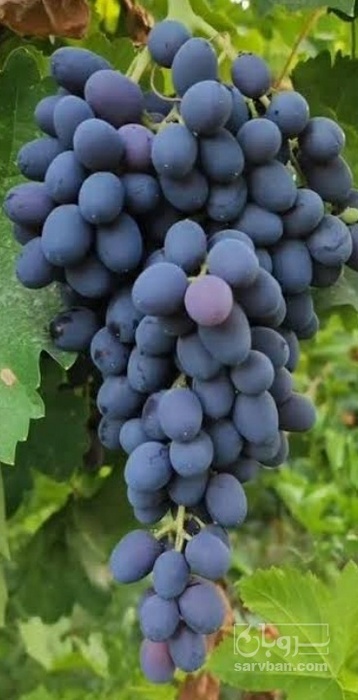 فروش انگور