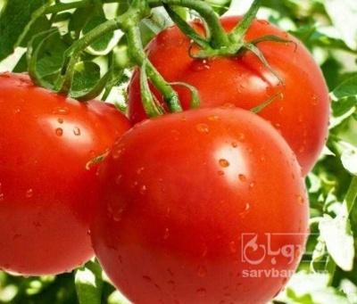 فروش گوجه فرنگی