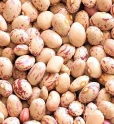 فروش لوبیا چیتی