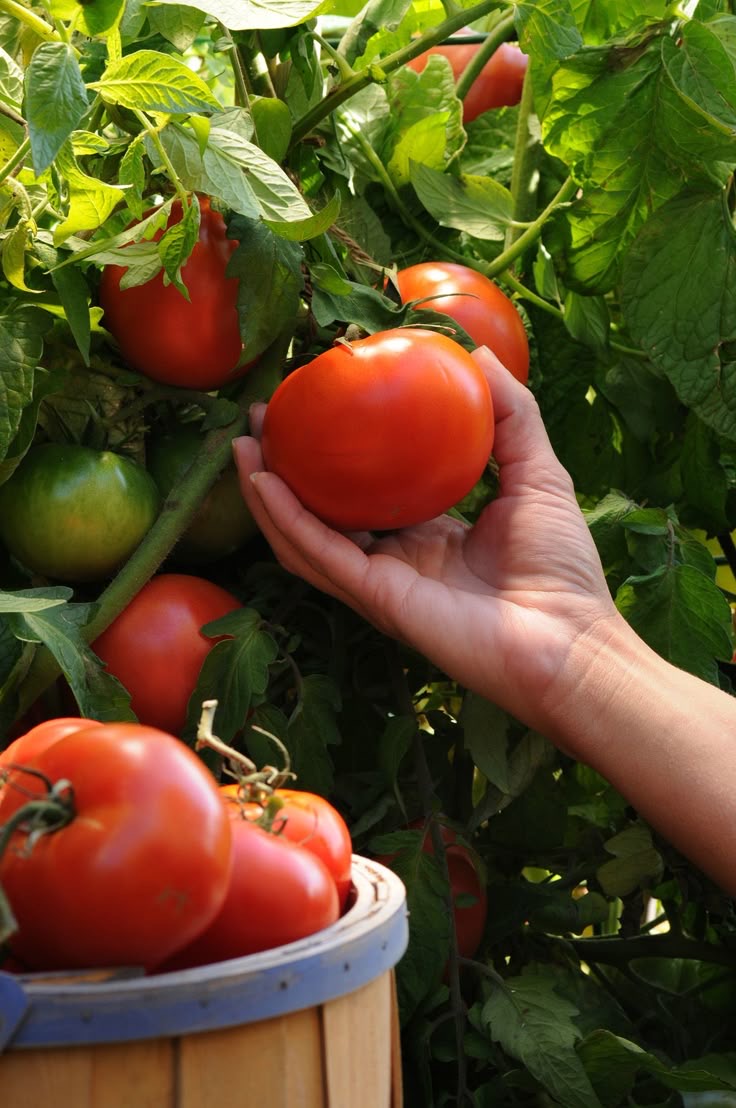 فروش گوجه فرنگی
