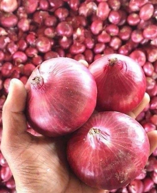 فروش پیاز قرمز