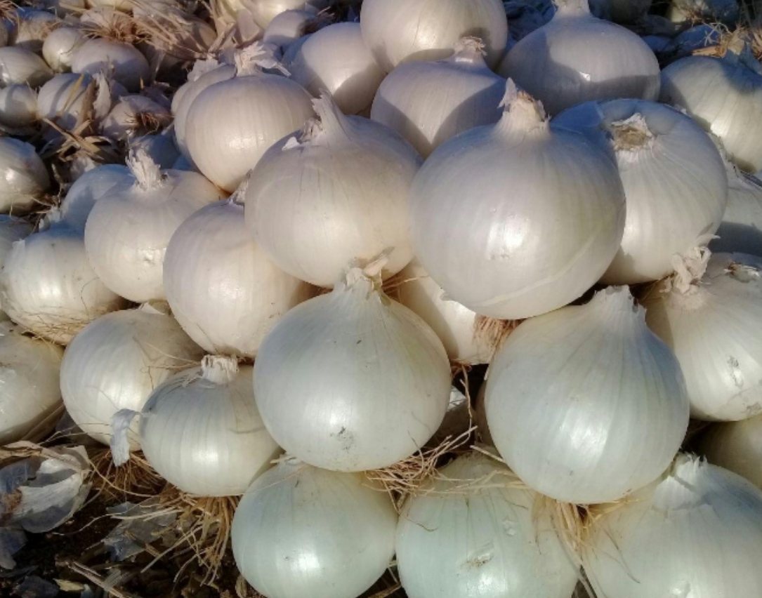 فروش پیاز سفید