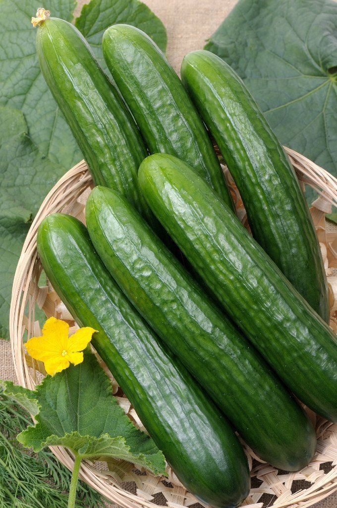 فروش خیار