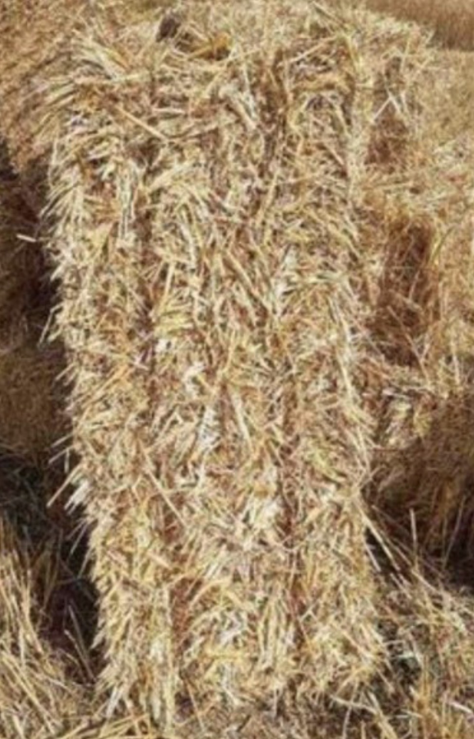 فروش یونجه