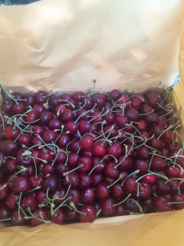 فروش گیلاس