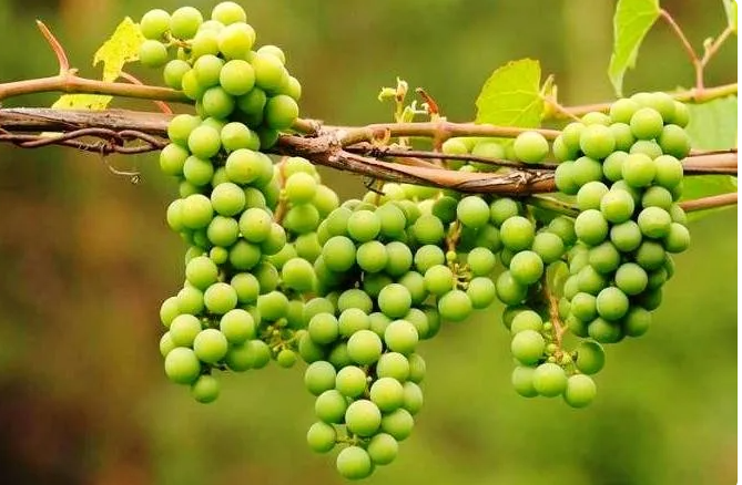 فروش غوره