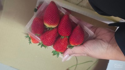 فروش توت فرنگی