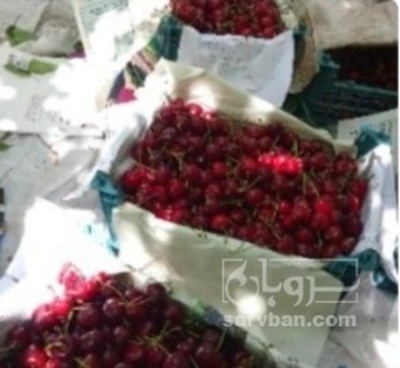فروش گیلاس