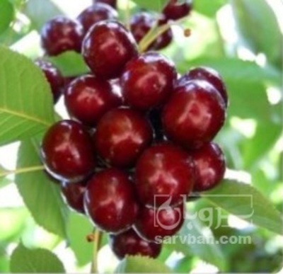 فروش گیلاس