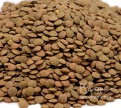 فروش قدومه (گیاه‌ دارویی)