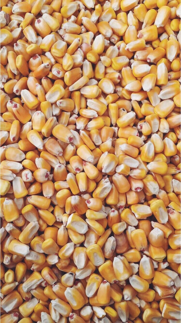 فروش ذرت علوفه ای