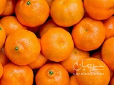 فروش نارنگی