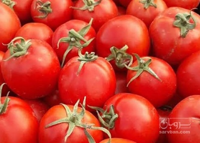 فروش گوجه فرنگی