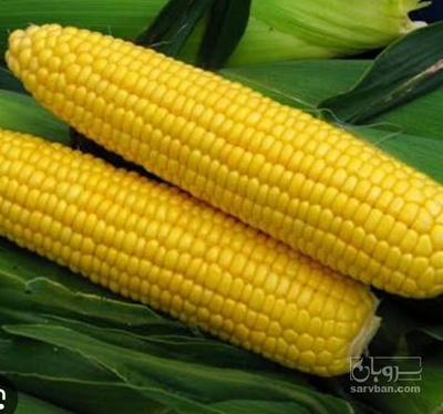 فروش ذرت