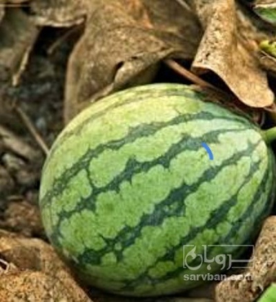فروش هندوانه