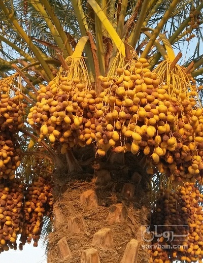 فروش خرما
