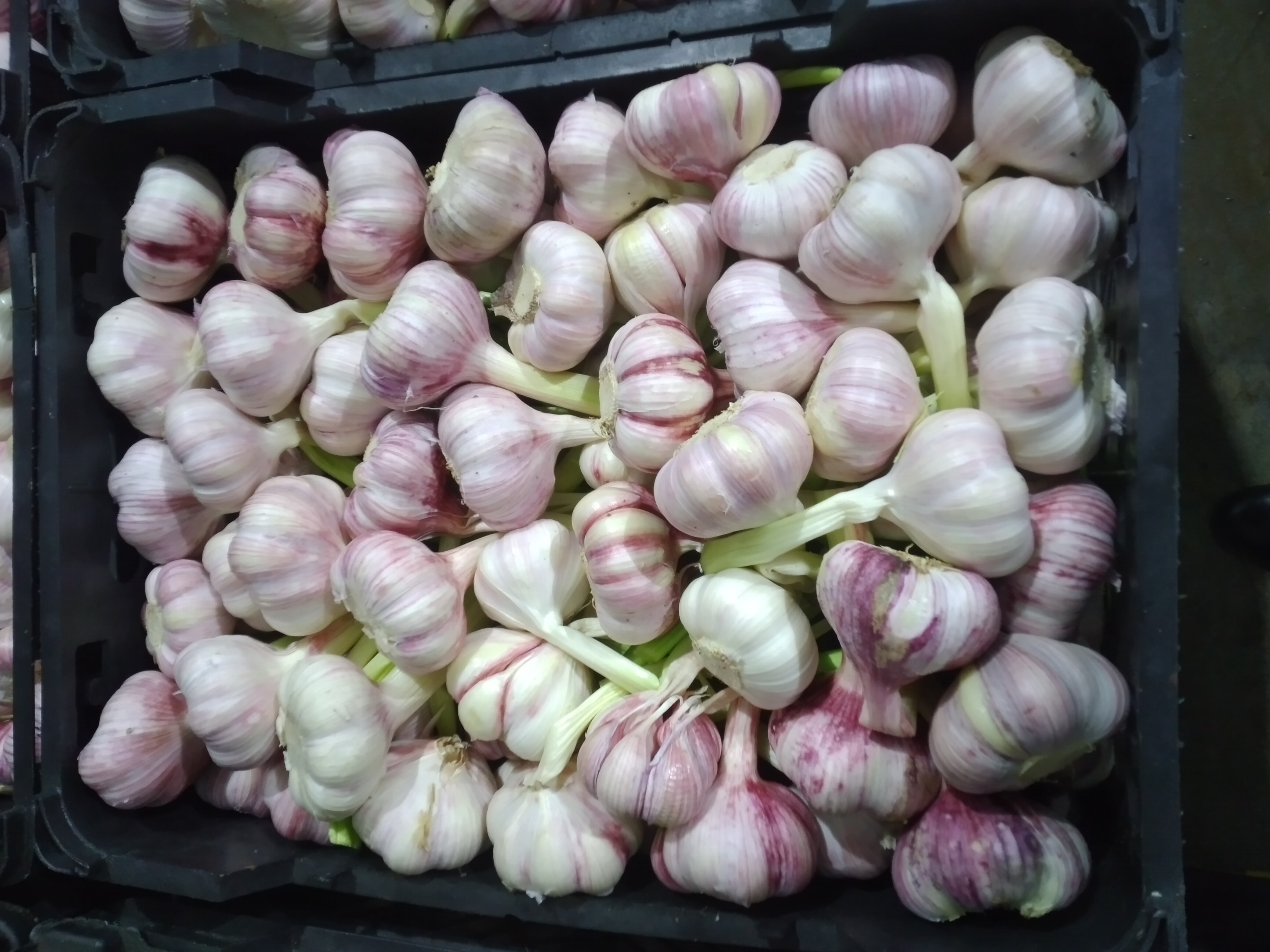 فروش سیر