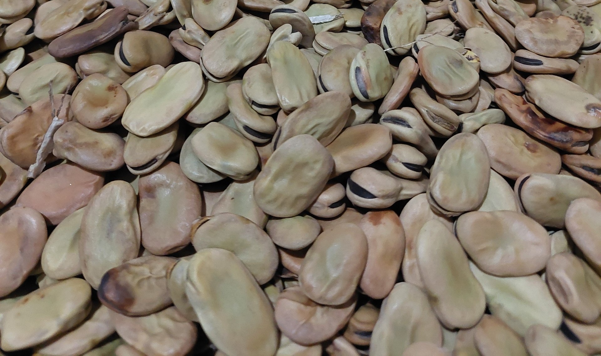 فروش باقلا خشک