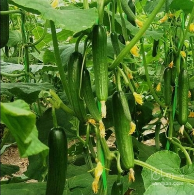 فروش خیار