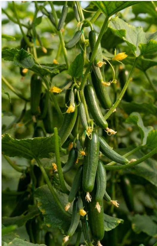 فروش خیار