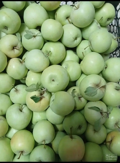 فروش سیب