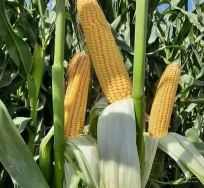 فروش ذرت علوفه ای