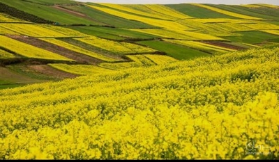 فروش کلزا