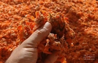 فروش گوجه خشک