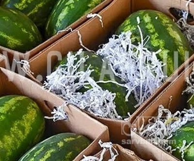 فروش هندوانه بیضی
