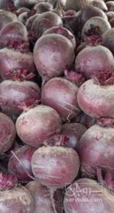 فروش چغندر لبو