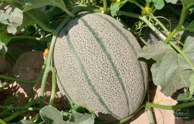فروش طالبی جانا