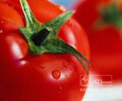 فروش گوجه فرنگی