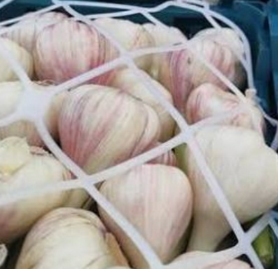 فروش سیر تازه قرمز