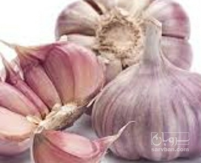 فروش سیر قرمز