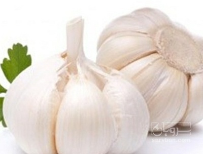 فروش سیر سفید
