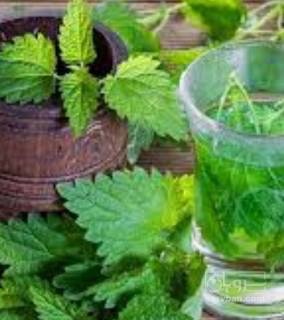 فروش عرق گزنه