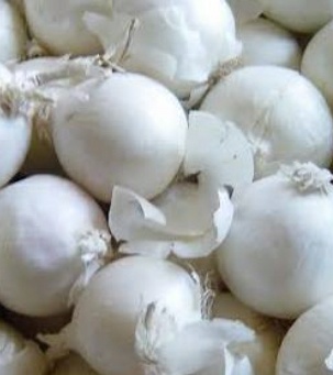 فروش پیاز سفید