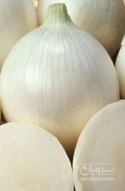 فروش پیاز سفید