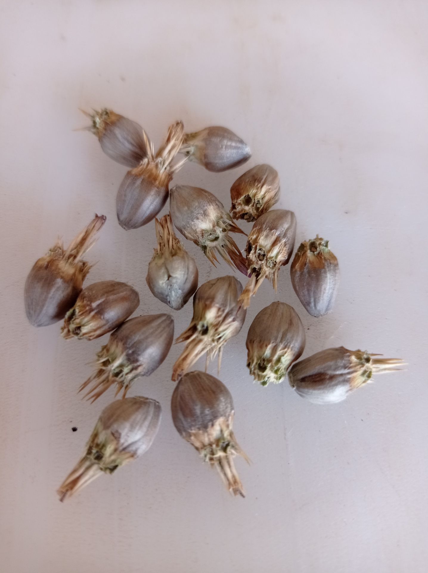 فروش بذر کنگر کوهی (گیاه‌ دارویی)