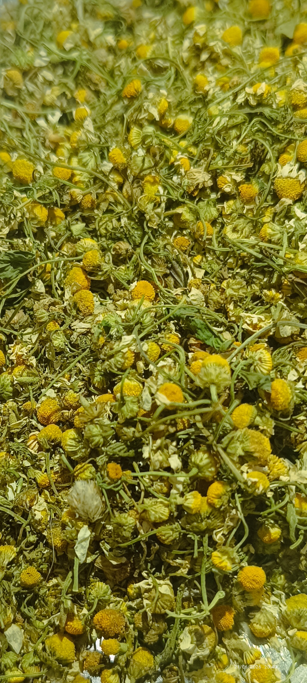 فروش بابونه (گیاه‌ دارویی)