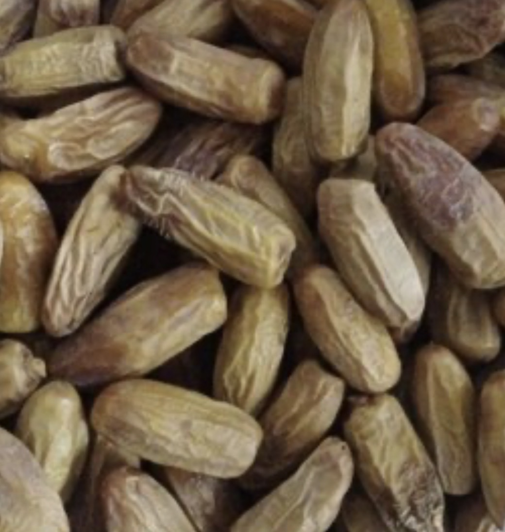 فروش خرما قصبه