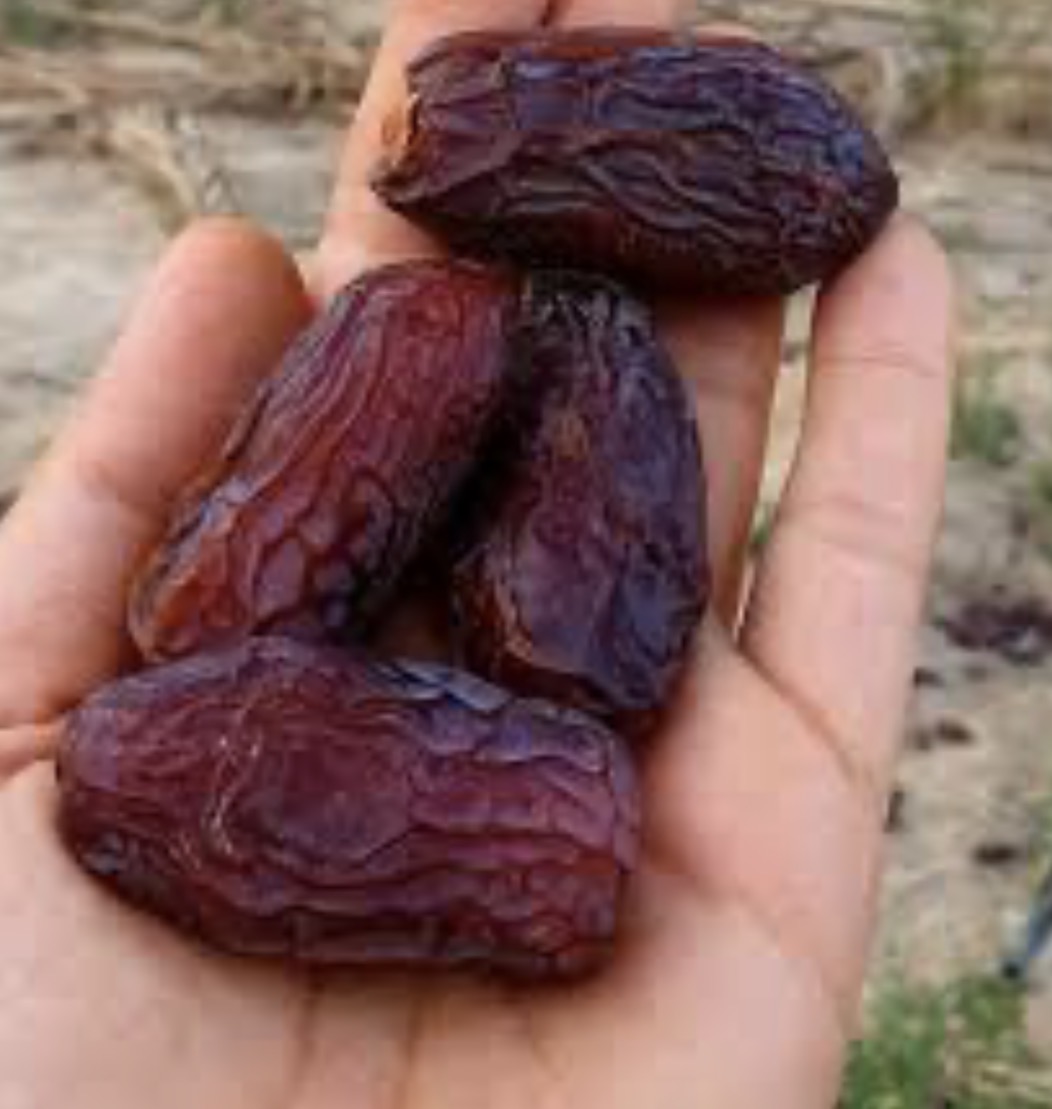 فروش خرما مجول