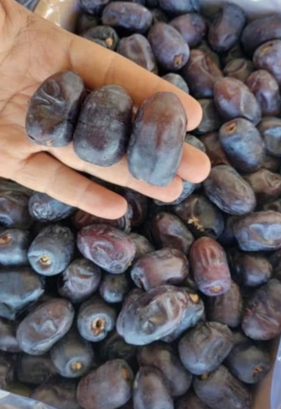فروش خرما سمران