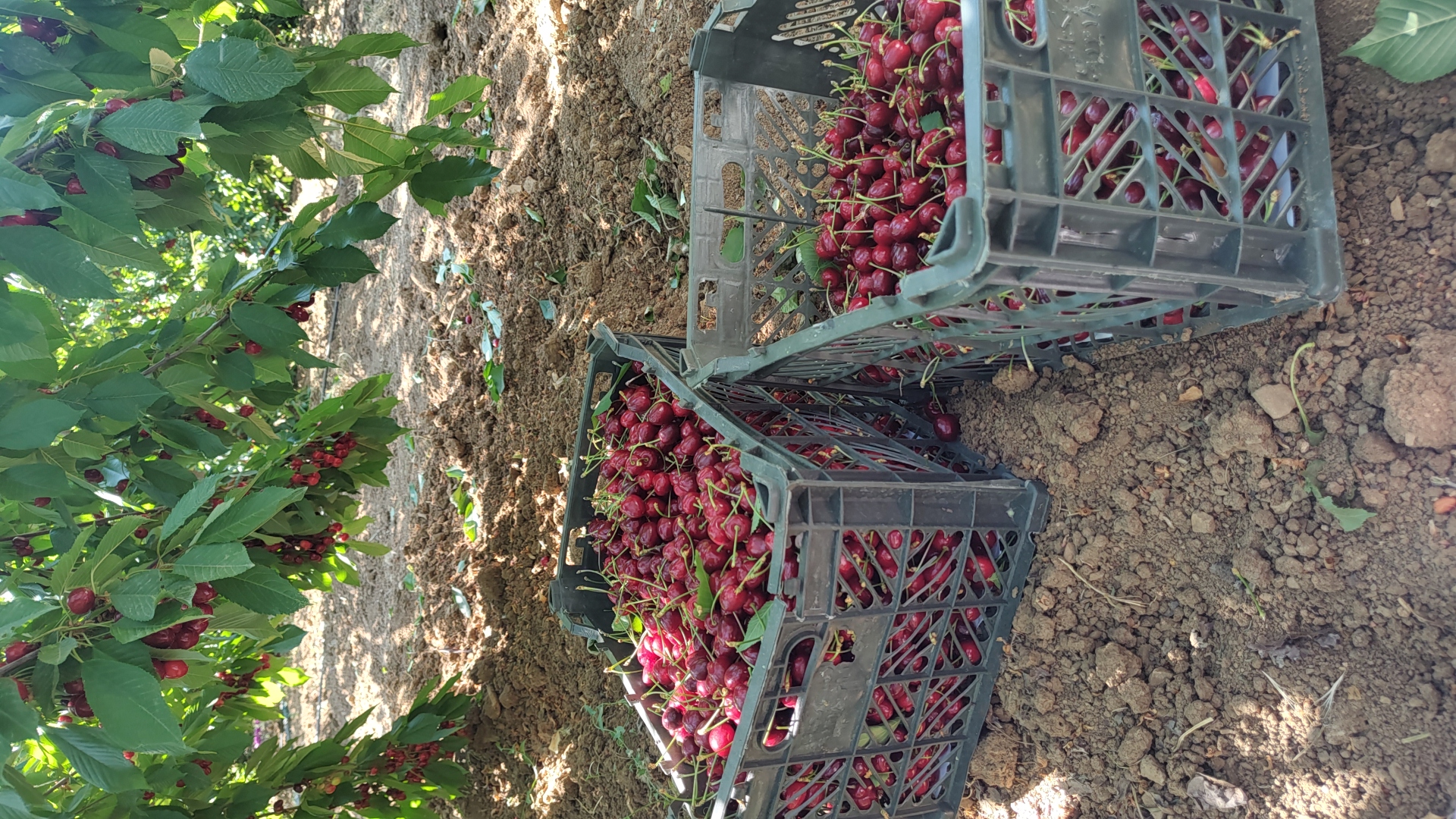 فروش گیلاس