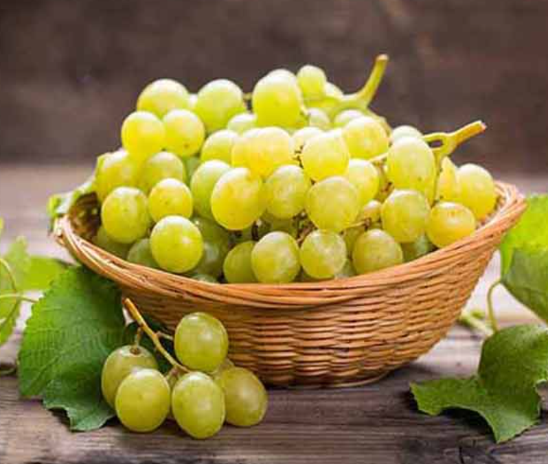 فروش انگور رطبی