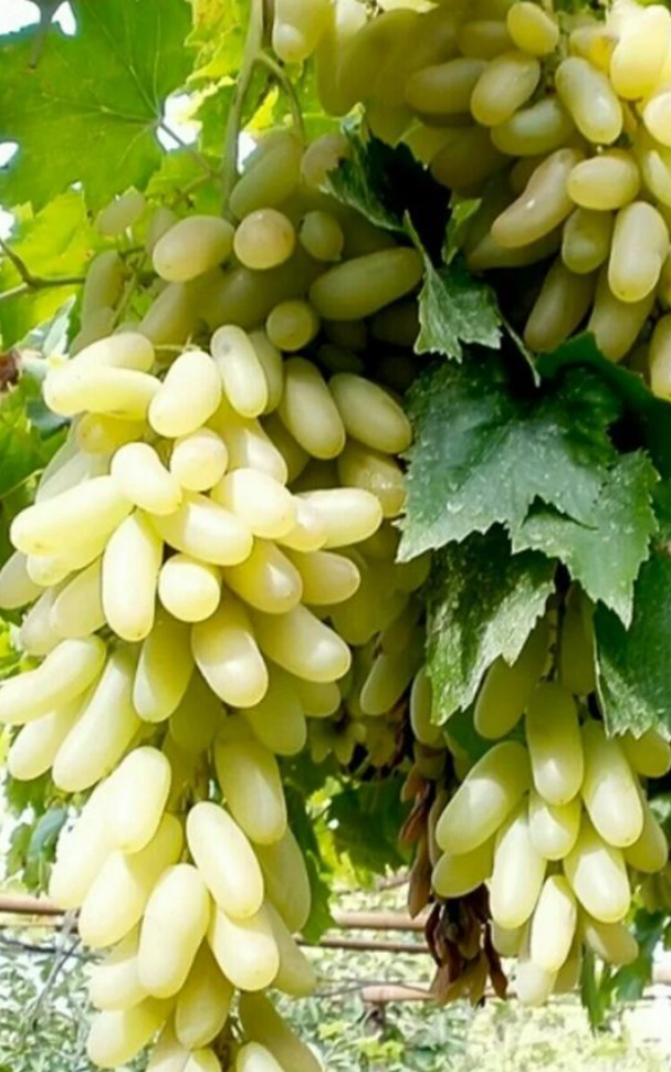 فروش انگور ریش بابا