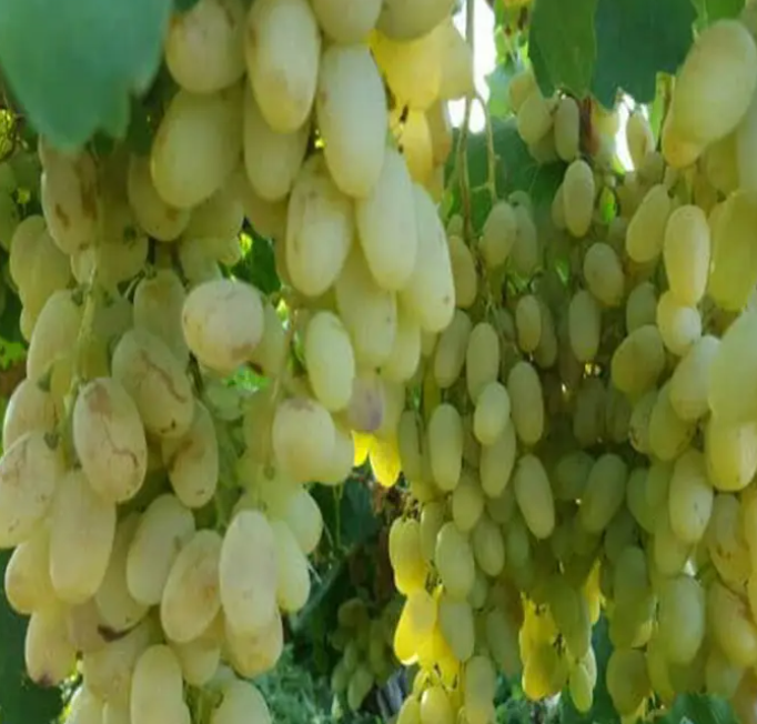 فروش انگور ریش بابا