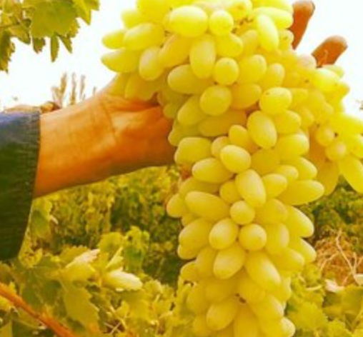 فروش انگور رطبی