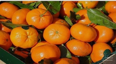 فروش نارنگی ژاپنی