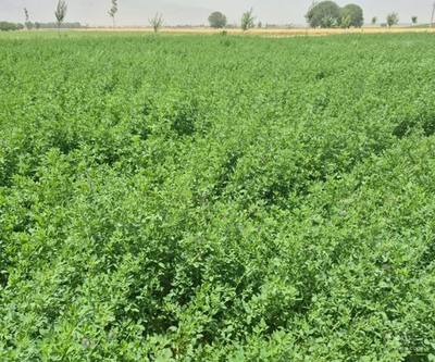 فروش یونجه